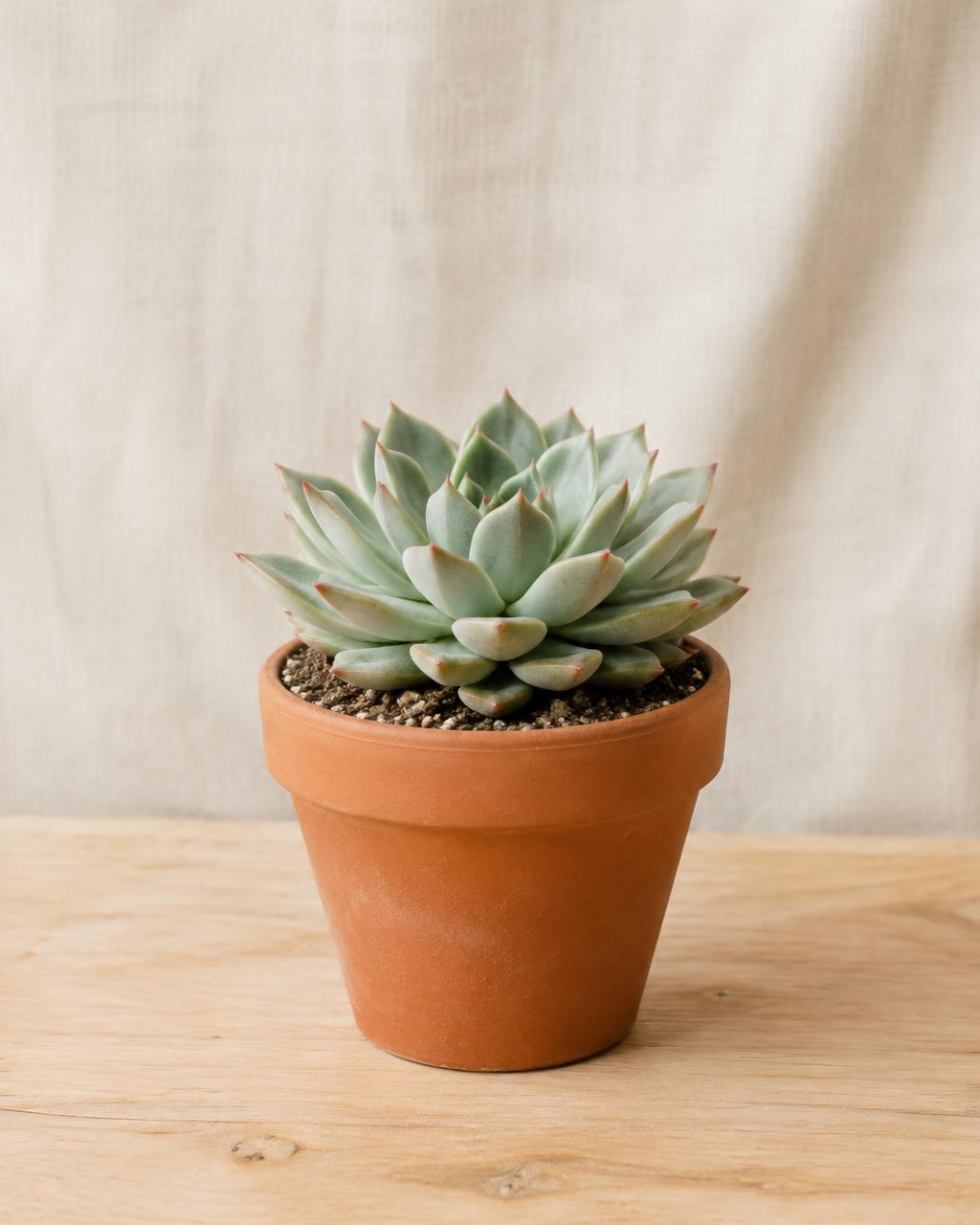 Suculenta Echeveria en maceta de barro sobre una mesa de madera clara